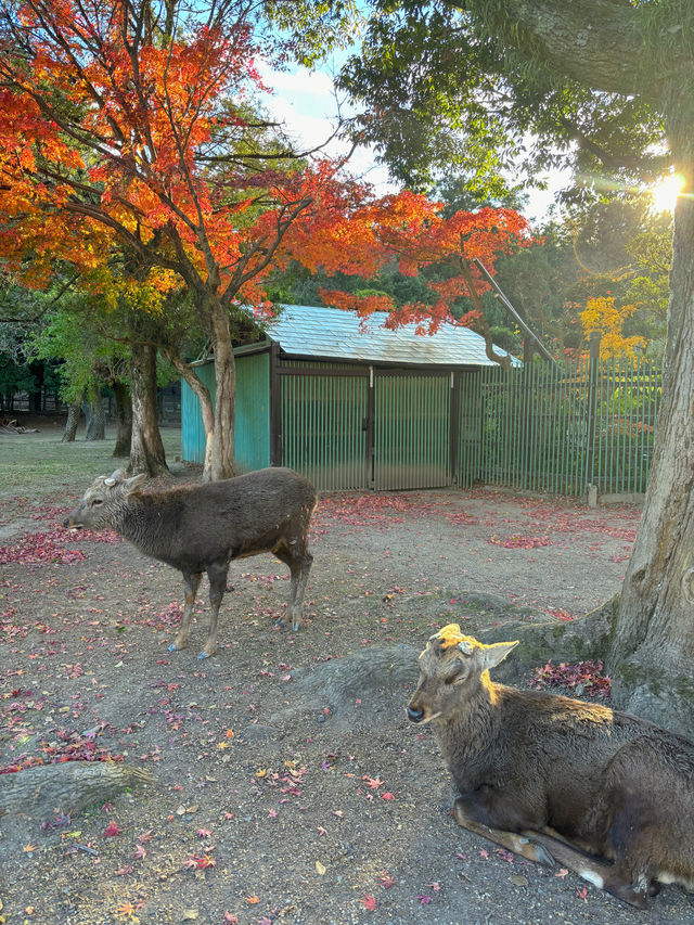 奈良公園除了可愛的小鹿，還有好看的楓葉