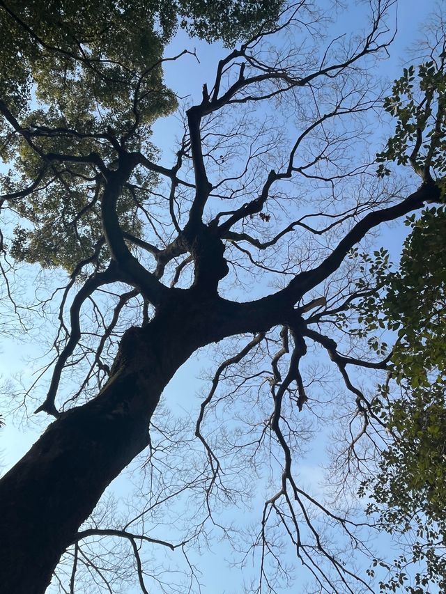 重遊退思園——千年古鎮同里