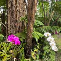 Orchid Forest Cikole