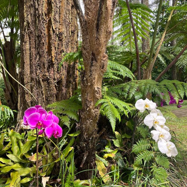 Orchid Forest Cikole