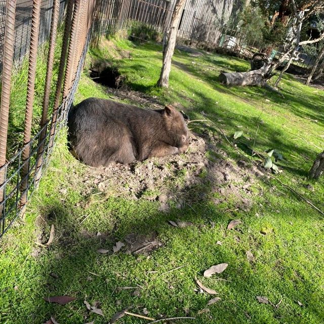 Wildlife sanctuary in Melbourne!