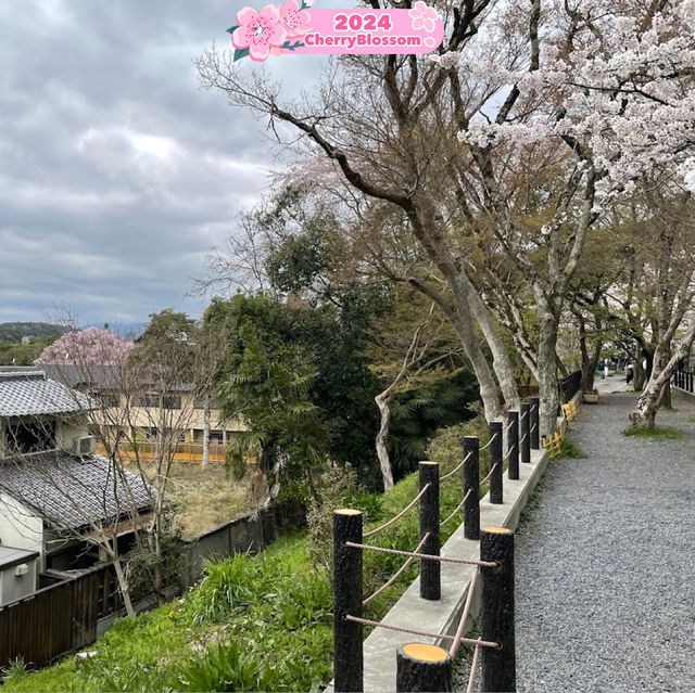 Sakura🌸 Season:💎Dreams🥳Taking a Flight ✈️ 