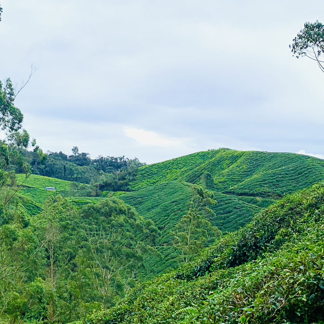  A Breathtaking Blend of Nature, Heritage, and Flavours in Cameron Highlands