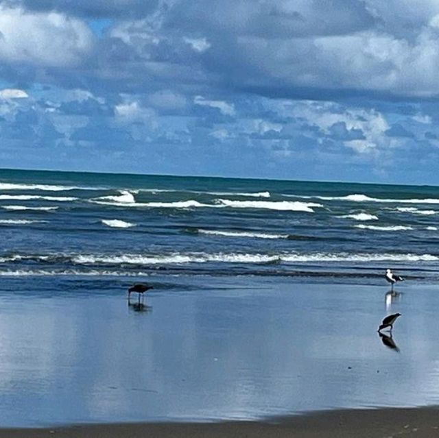 Muriwai Beach