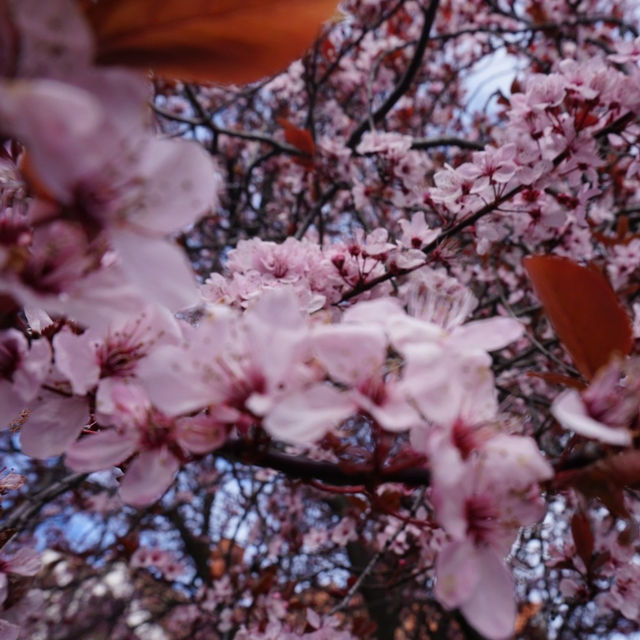 Cherry blossoms walk