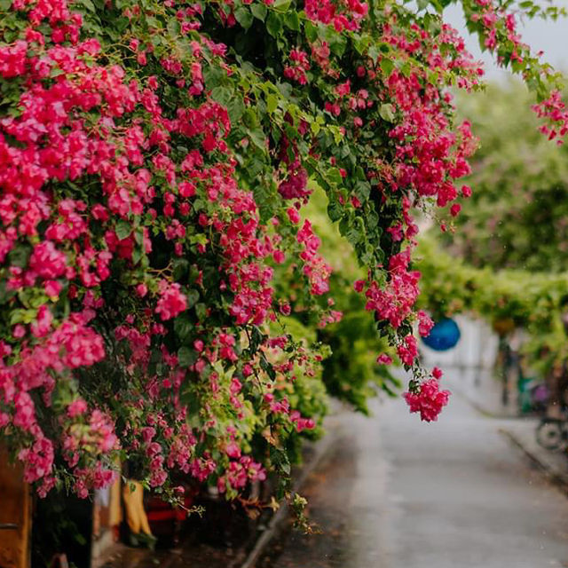 Hoi An Ancient Town