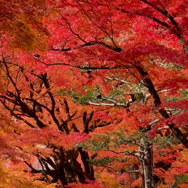 京都紅葉絕美之旅：尋訪秋日天花板景點