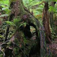 Great Otway National Park, Victoria