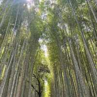  京都嵐山：自然與文化的完美交融🍂🏞️