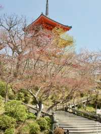 Morning Splendor at Kiyomizu-dera: Beauty Amidst the Crowds