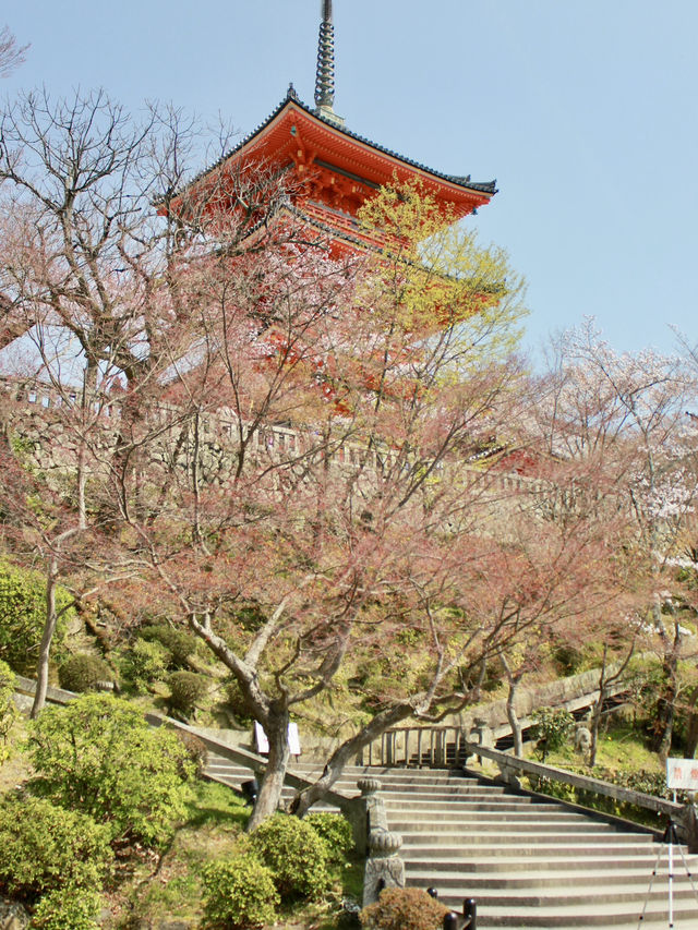 Morning Splendor at Kiyomizu-dera: Beauty Amidst the Crowds