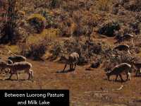 Best Autumn Viewing Experience 1/3 [Luorong Pasture, Yading Nature Reserve]