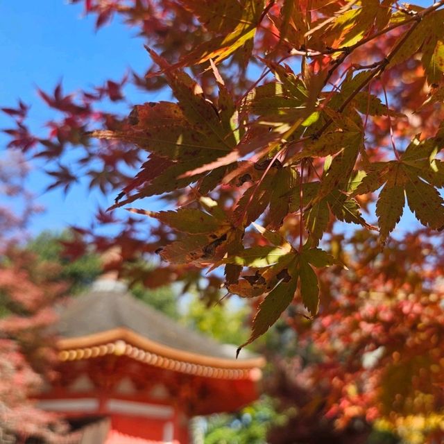 京都楓葉之王，東福寺的絕美賞楓體驗。