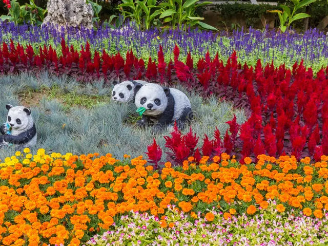 Dujiangyan China Giant Panda Garden 