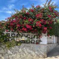 Beautiful gardens of Malaga 🇪🇸