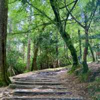 A Picturesque Walk Around Muckross Lake 🌲