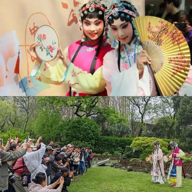 上海中山公園牡丹遊園會來啦，這個週末來賞花聽曲吧