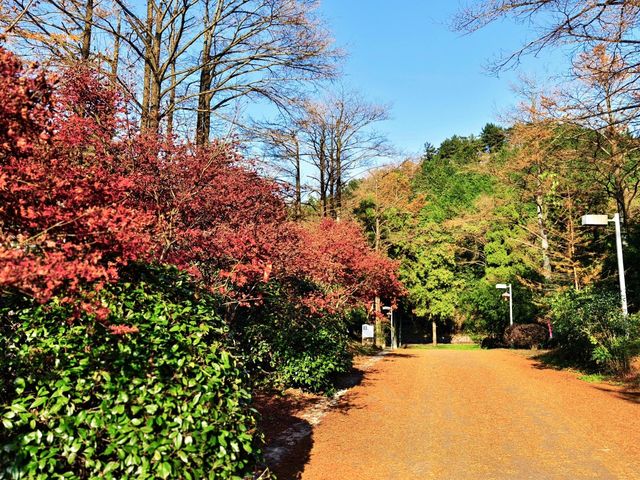 寧波賞秋‖來四明山十字褲撿秋。