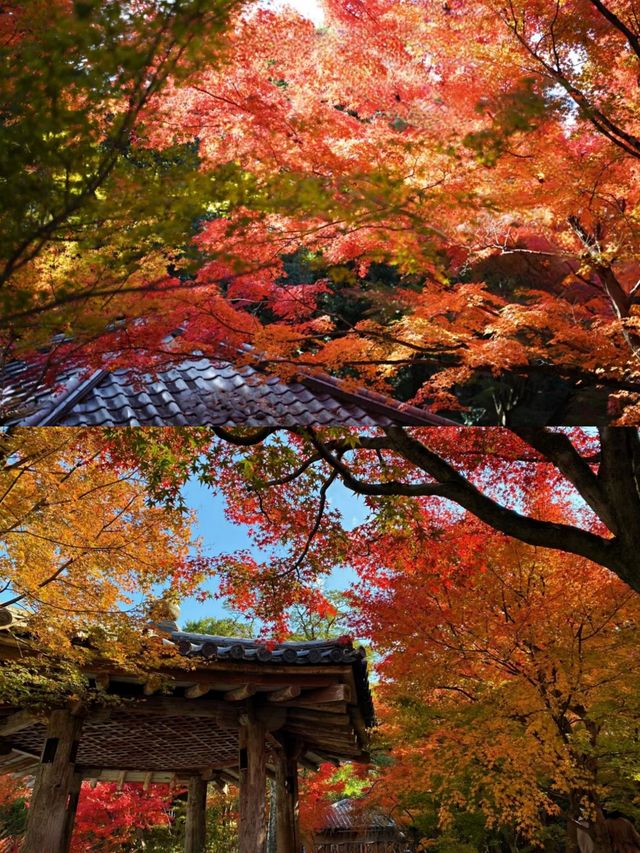 京都宇治平等院楓葉‖賞秋旅遊打卡避坑攻略。