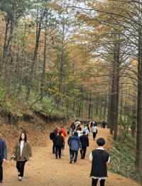 不在十字褲在黃金古道四明山徒步撿秋。。