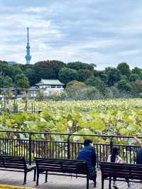 東京這個動物園太好逛了！|  種草上野動物園（攻略篇）。