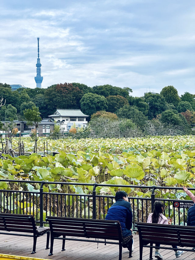 東京這個動物園太好逛了！|  種草上野動物園（攻略篇）。