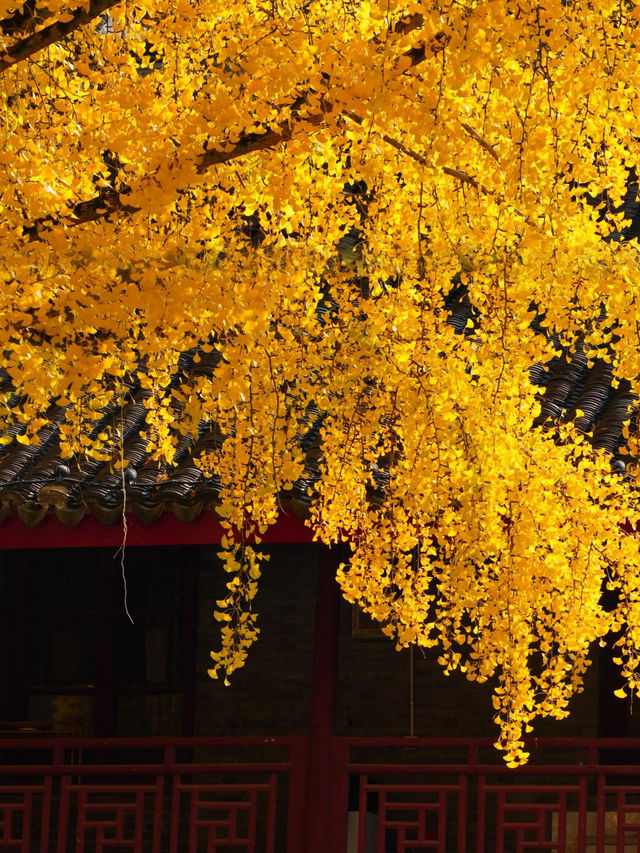 12月的棲霞山楓葉已經紅透了快衝