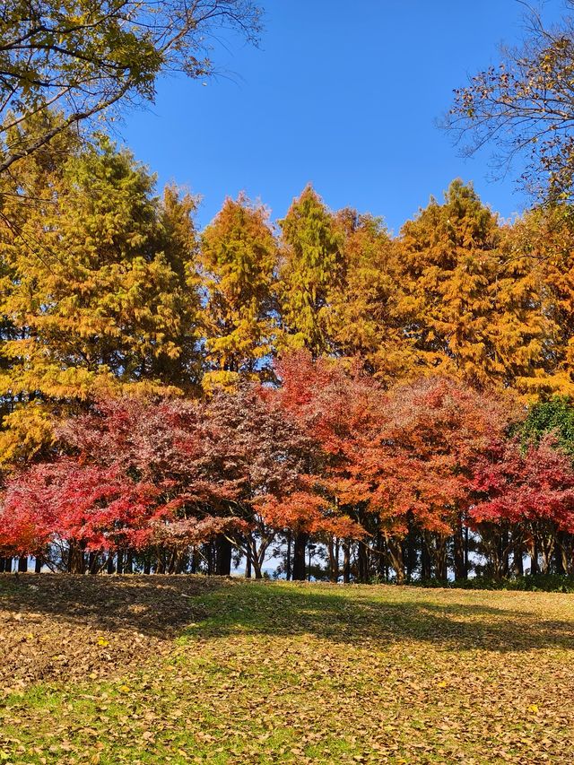 蘇州紅楓葉新去處