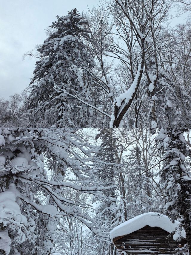 玩轉牡丹江雪鄉！