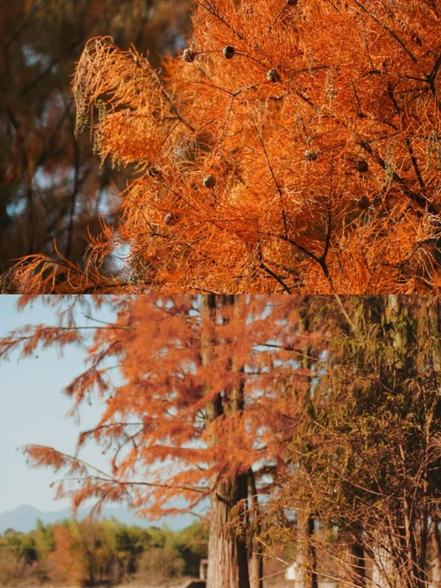 蘭溪一日遊：江浙滬周末休閒好去處