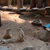 清邁夜間動物園：親子探秘之旅攻略