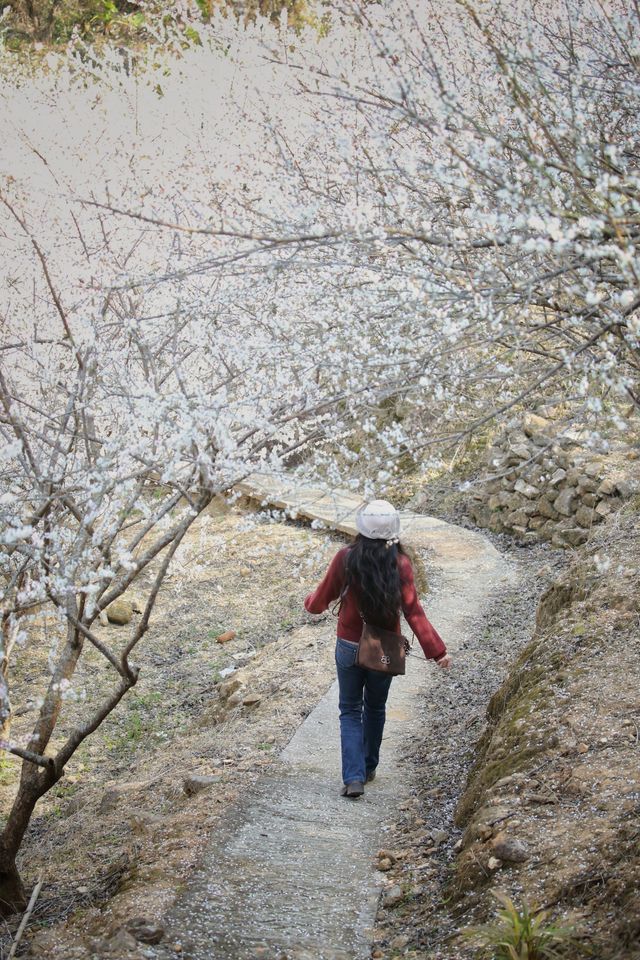 邂逅冬日的白色浪漫