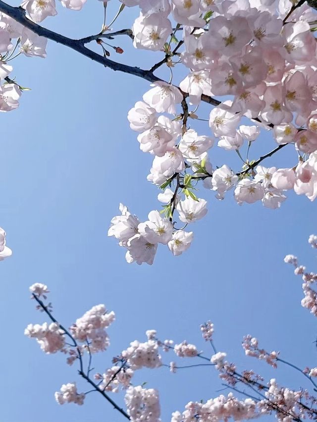 櫻花季的好去處—顧村公園