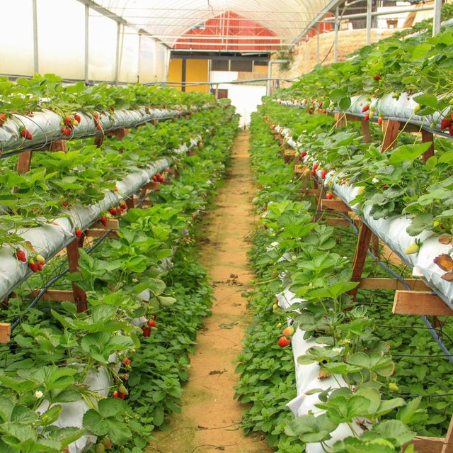 Self Pick Strawberry at Cameron Highland