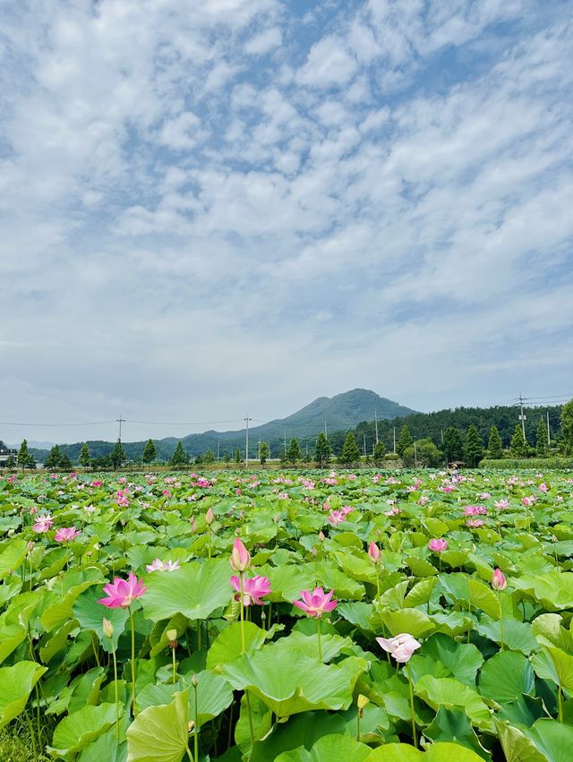 핑크러버들 주목💞,동화 속 공주님이 될 수 있는 연꽃스팟🪷