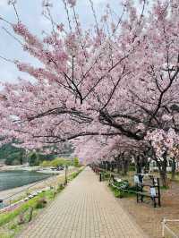 【河口湖畔(北岸)の桜/山梨県】河口湖×富士山×桜