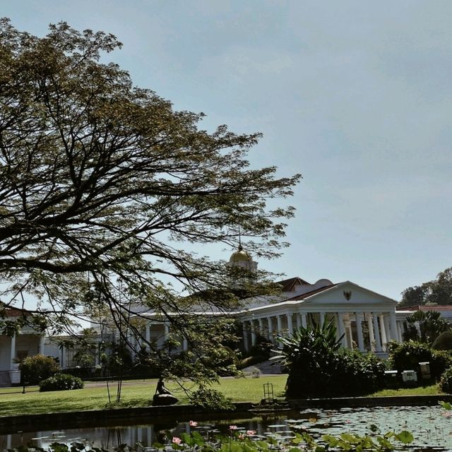 beautiful pond at istana bogor