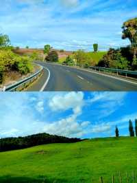 🇳🇿 Grasslands in New Zealand's North Island