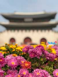 Where Flowers and History Flourish: Gwanghwamun Square in Bloom 🇰🇷