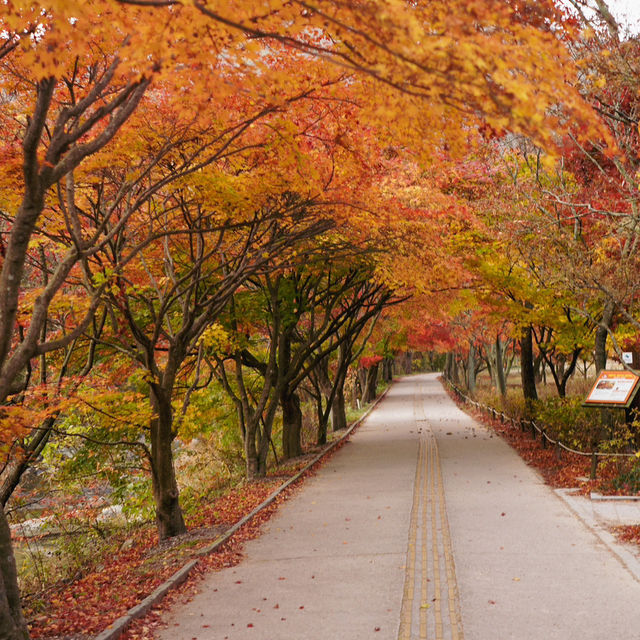 Autumn in Naejangsan – The Season of Yellow and Red