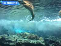 沖繩親子旅行好去處：亞州最大的美麗海水族館