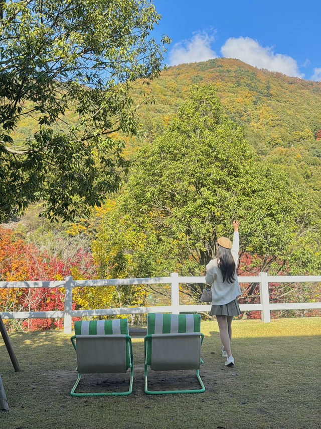 강아지와 함께 방문한 단풍명소 주리485