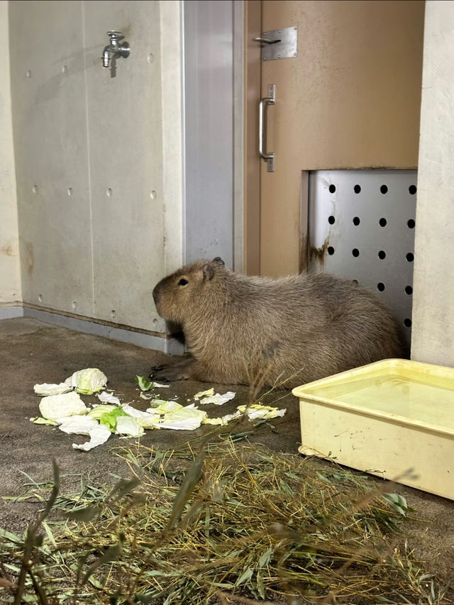 Asahiyama Zoo: A Unique Animal Experience in Hokkaido