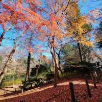 Enjoying Nature at Inokashira Park