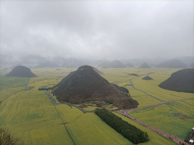 羅平油菜花