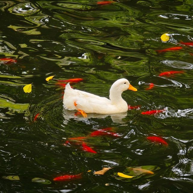 記住這裏❗️在廣州可以不花錢呆一天的公園