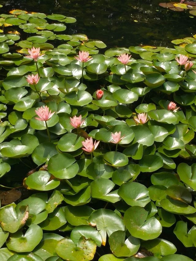 武漢仙境 | 武漢植物園，邂逅自然之美。