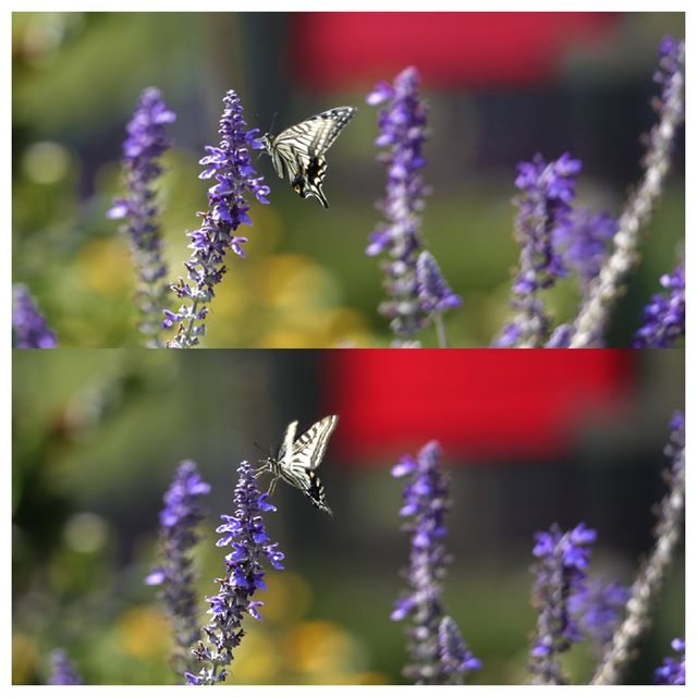 國慶出遊——武漢植物園賞花。