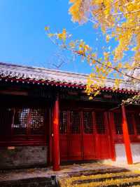 樹齡700年的銀杏，承恩寺免費賞。