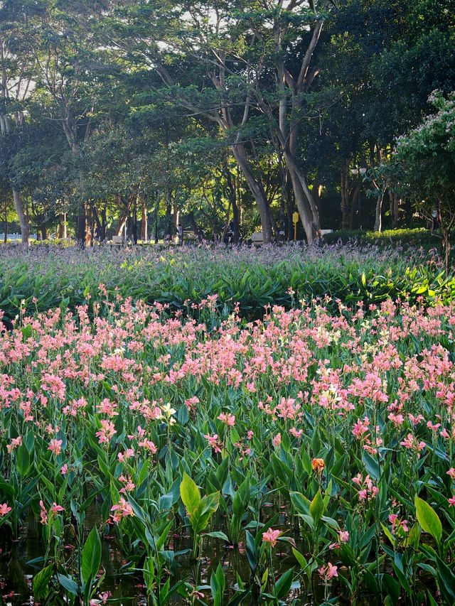 在深圳！想去無數次的公園，原圖不修也很美。